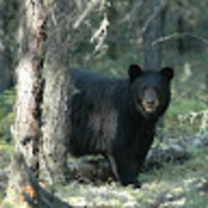 Meet your Posher, Gabriel